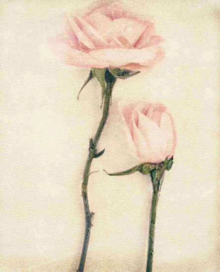 Floral for JAHRRIESNGE flowers lpf09640 Floral JAHRRIESNGE for flowers lpf09640