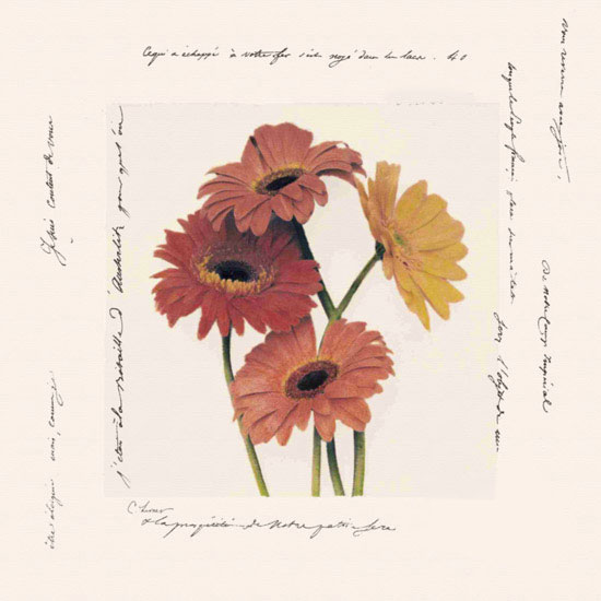 Floral for JAHRRIESNGE flowers lpf09641 Floral JAHRRIESNGE for flowers lpf09641