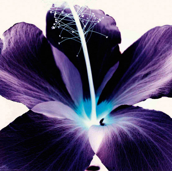 Floral for JAHRRIESNGE flowers lpf09990 Floral JAHRRIESNGE for flowers lpf09990