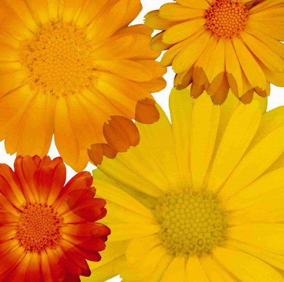 Floral for JAHRRIESNGE flowers lpf10083 Floral JAHRRIESNGE for flowers lpf10083