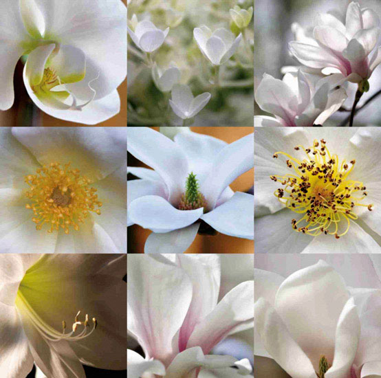 Floral for JAHRRIESNGE flowers lpf10160 Floral JAHRRIESNGE for flowers lpf10160