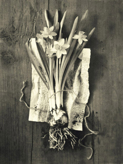 Floral for JAHRRIESNGE flowers lpf10242 Floral JAHRRIESNGE for flowers lpf10242