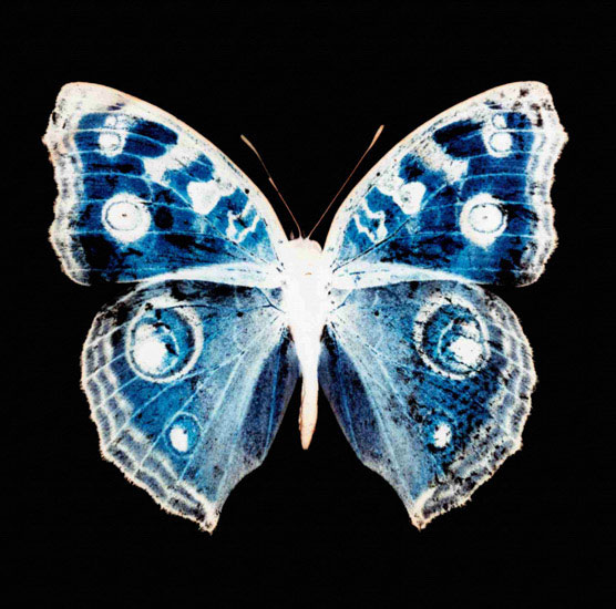 Animals for Jahrriesnge butterfly lpf10547 Animals Jahrriesnge for butterfly lpf10547