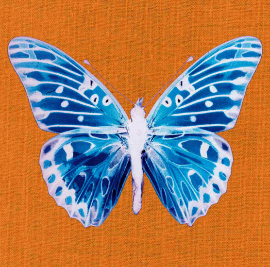 Animals for Jahrriesnge butterfly lpf10548  Animals Jahrriesnge  for butterfly lpf10548