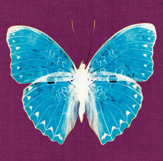 Animals for Jahrriesnge butterfly lpf10549  Animals Jahrriesnge  for butterfly lpf10549