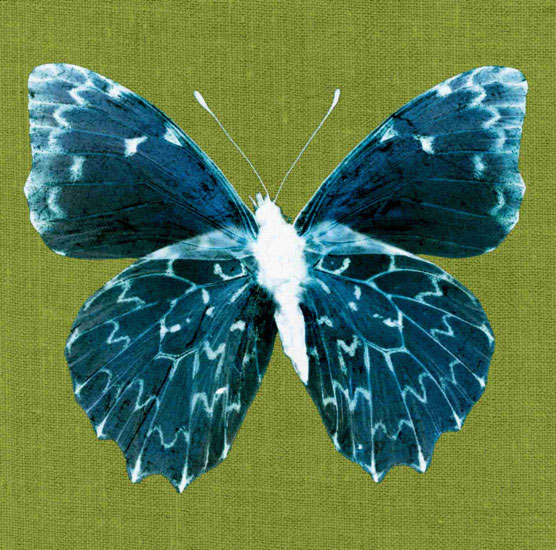 Animals for Jahrriesnge butterfly lpf10550  Animals Jahrriesnge  for butterfly lpf10550