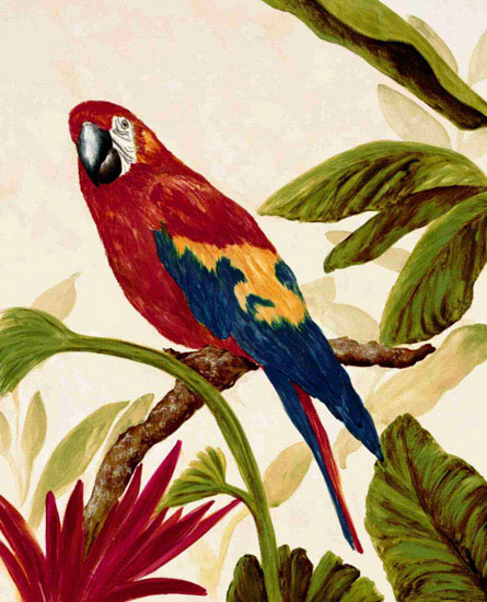 Animals for Jahrriesnge macaw lpf10597  Animals Jahrriesnge  for macaw lpf10597