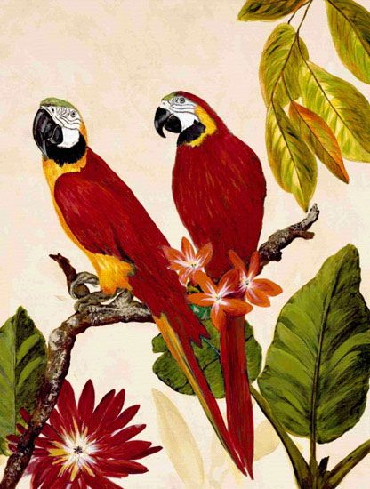 Animals for Jahrriesnge macaw lpf10599  Animals Jahrriesnge  for macaw lpf10599