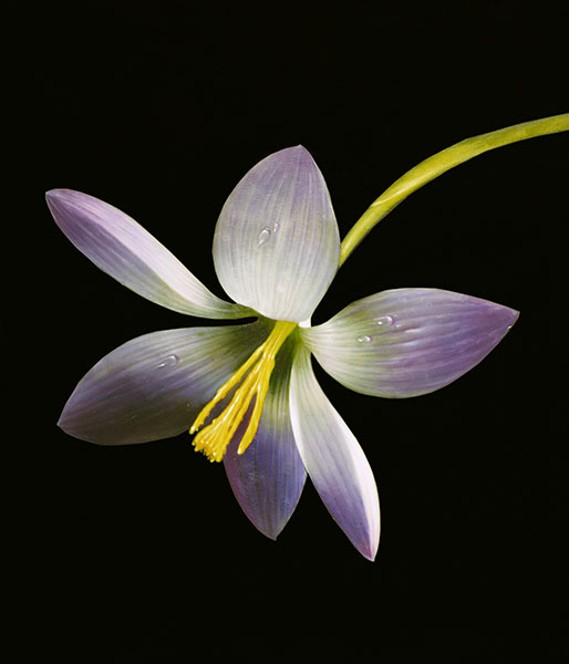 Still Life for Jahrriesnge flower lpg2510 Still Life Jahrriesnge for flower lpg2510