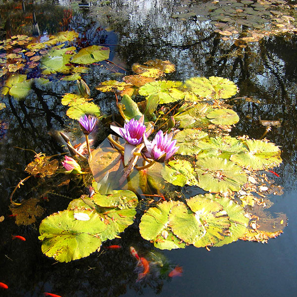 Still Life for Jahrriesnge flowers lpg2516 Still Life Jahrriesnge for flowers lpg2516